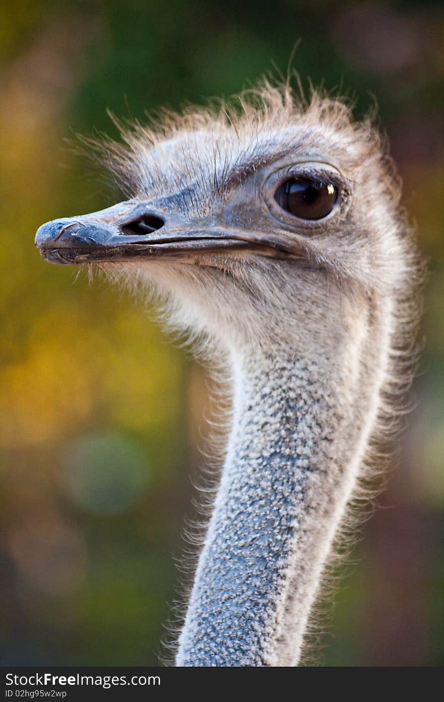 Ostrich