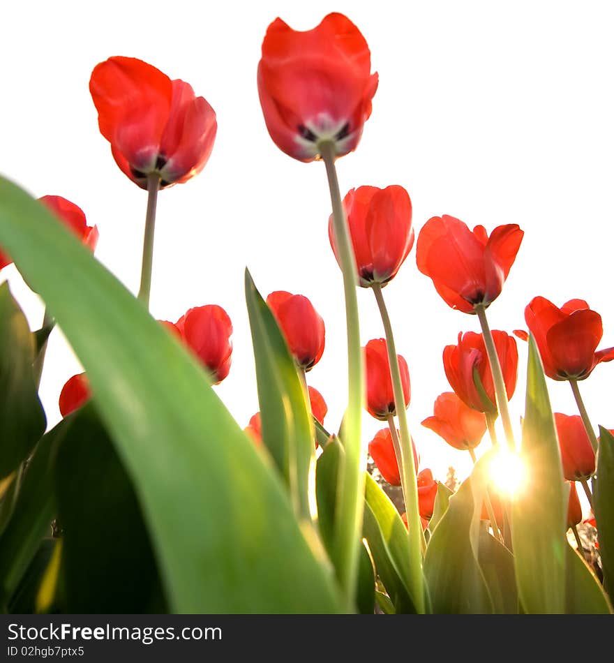 Red tulips isolated on white