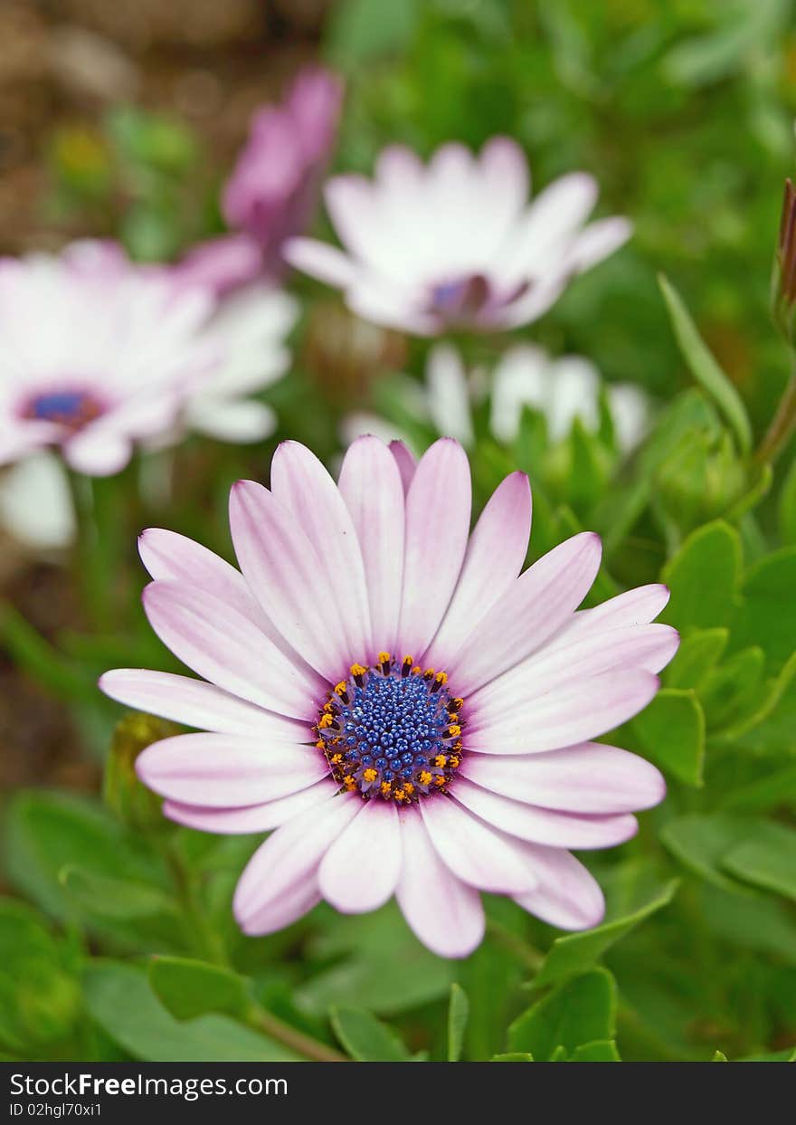 Blooming Gerbera jamesonii Bolus , pink and red