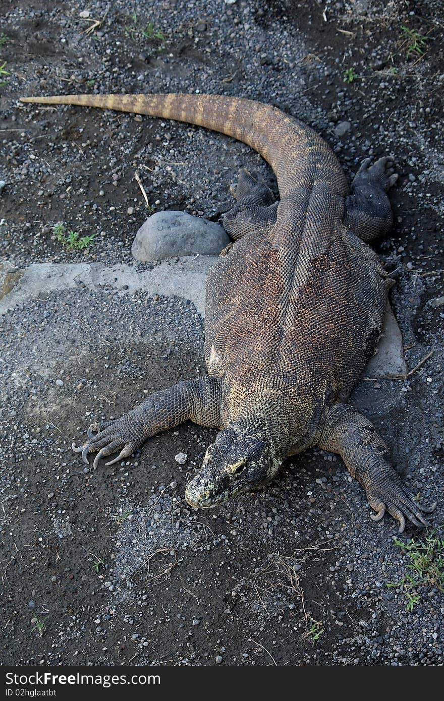 Komodo Dragon, a member of the monitor lizard family (Varanidae), it is the largest living species of lizard, growing to an average length of 2 to 3 metres and weighing around 70 kilograms. Their unusual size has been attributed to island gigantism, since there are no other carnivorous animals to fill the niche on the islands where they live