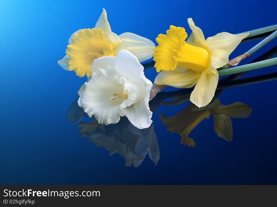 White and yellow narcissus on blue background