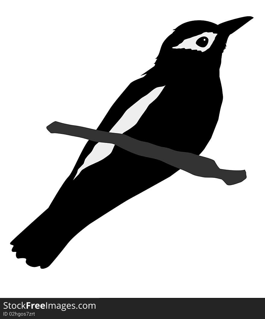 Silhouette Of Oriole