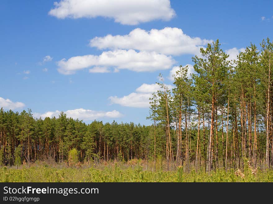 Spring landscape of green forest with bright blue sky. Spring landscape of green forest with bright blue sky