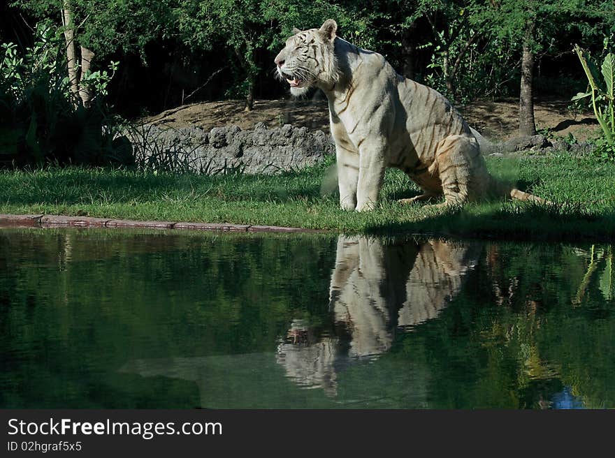 White tigers are a kind of tiger whose fur is white or almost white. This coloration is caused by a recessive gene. White tigers have been known to inhabit many parts of East Asia, including India and China. However, their current range has been much reduced due to over-hunting of their pelts. White tigers are a kind of tiger whose fur is white or almost white. This coloration is caused by a recessive gene. White tigers have been known to inhabit many parts of East Asia, including India and China. However, their current range has been much reduced due to over-hunting of their pelts.