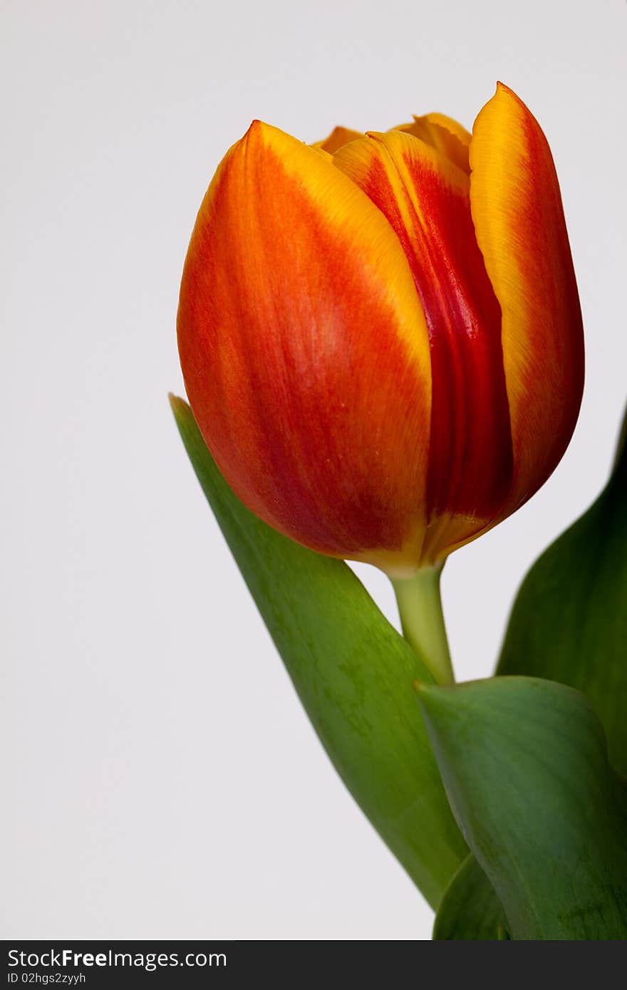 A close up shot of a tulip. A close up shot of a tulip.