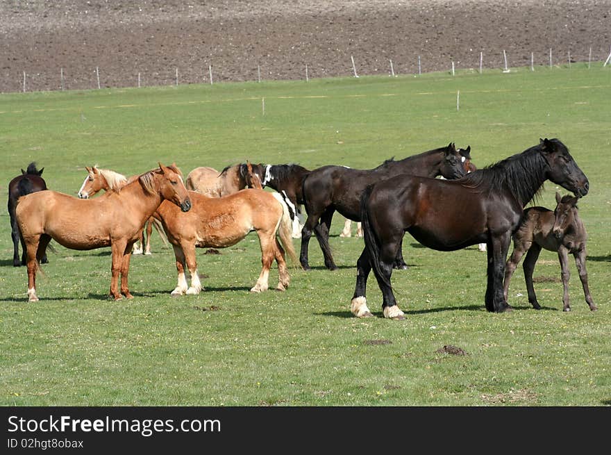 Image of two horses captured in Castelluccio di Norcia - umbria - italy