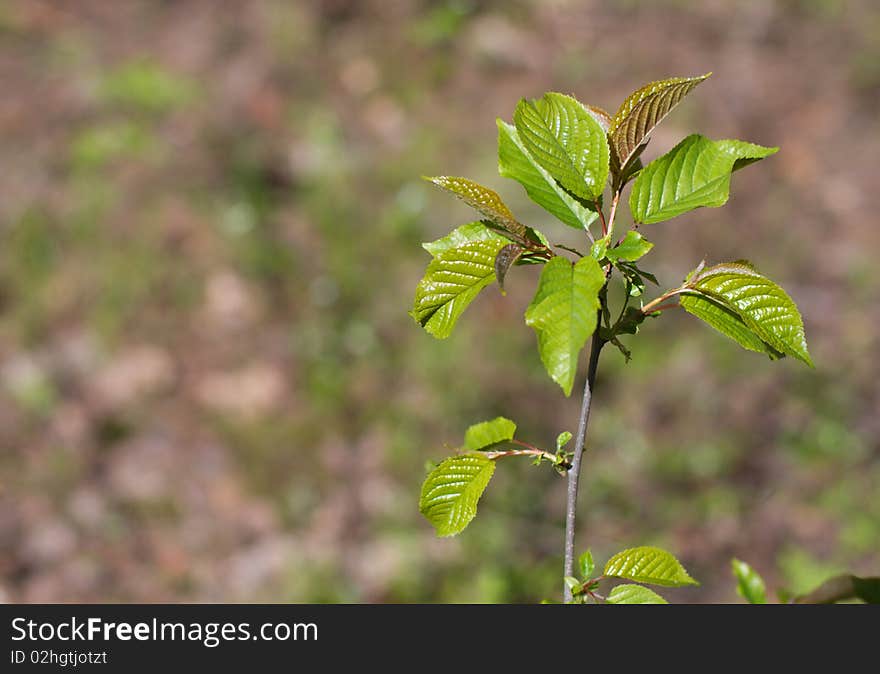 Green plant on a spring day. Green plant on a spring day.