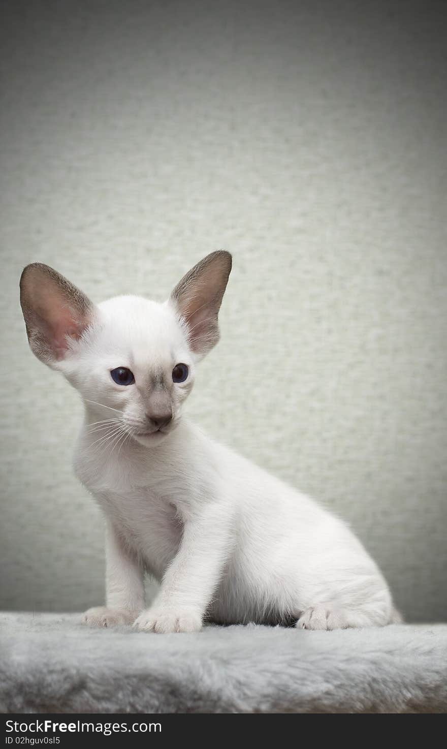 Portrait of kitten of oriental breed