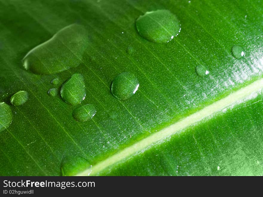 Water drops on fresh green leaf. Water drops on fresh green leaf