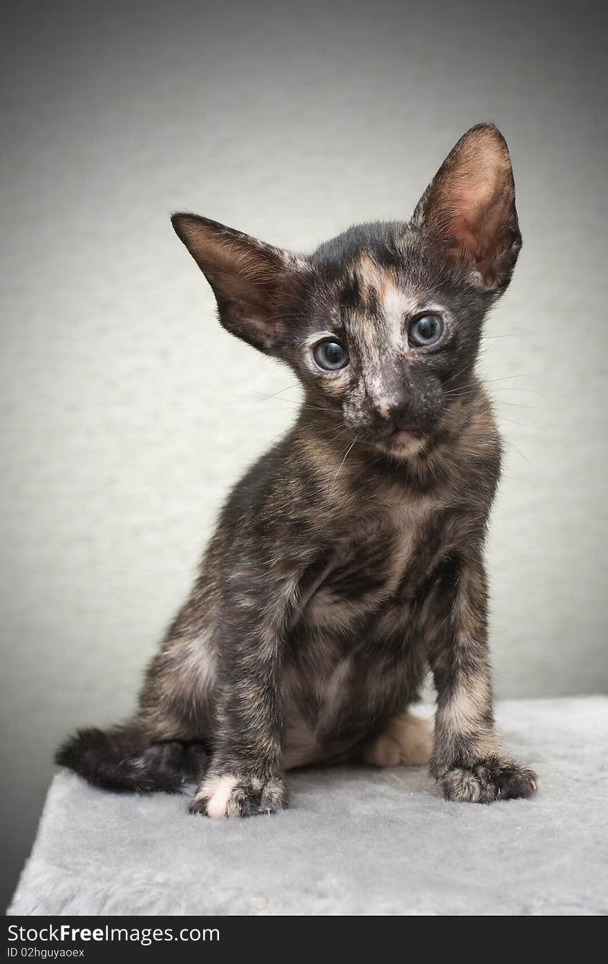 Portrait of kitten of oriental breed