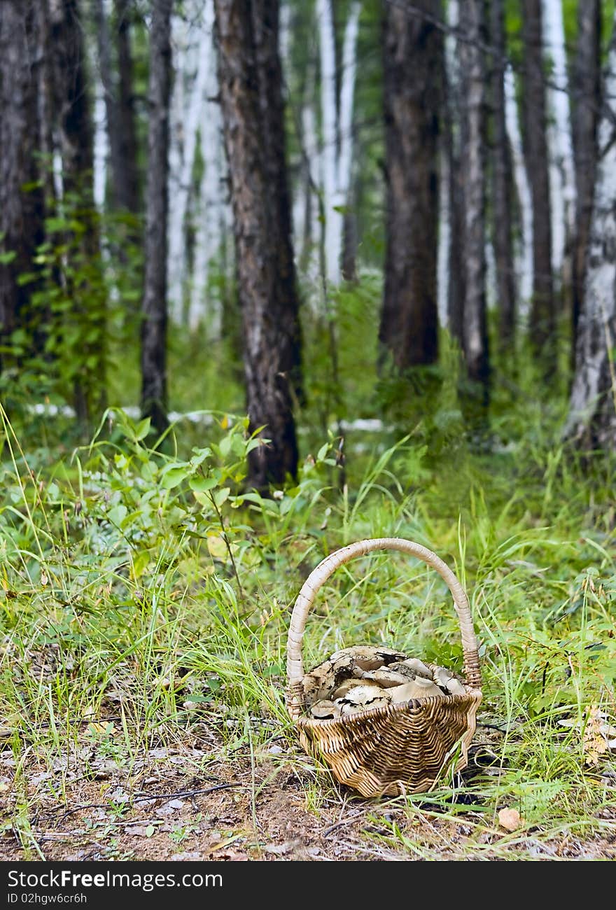 Basket with mushrooms