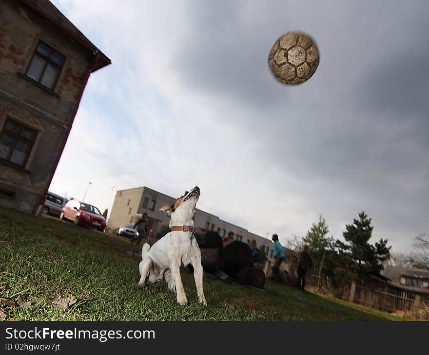 Dog with a ball