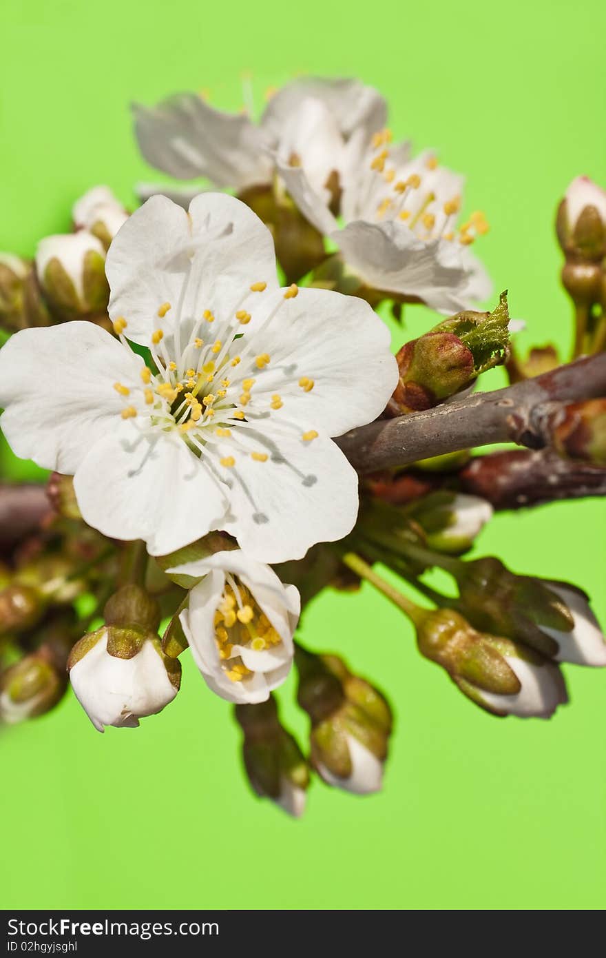 White flowers and kidneys on a branch of a sweet cherry on a green background. White flowers and kidneys on a branch of a sweet cherry on a green background