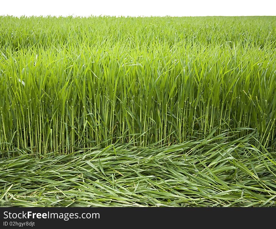 Wheat field