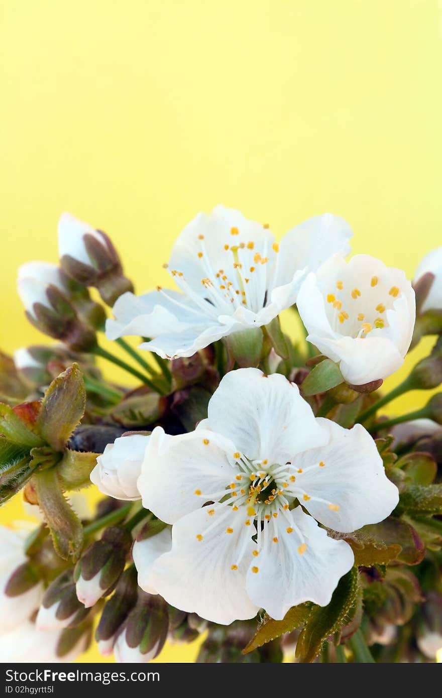 White flowers of a sweet cherry on with a place for the text