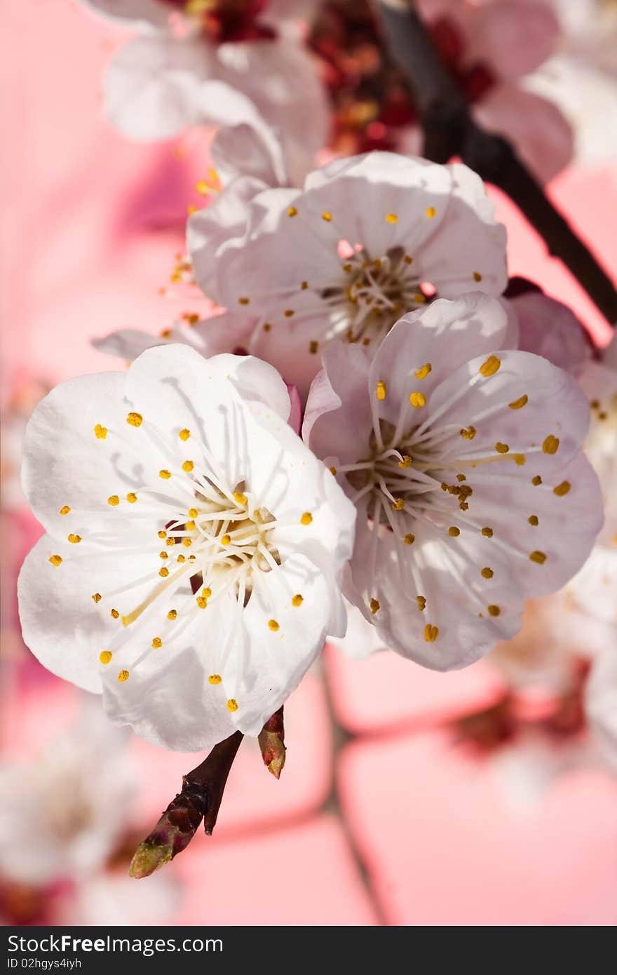 White flowers of a branch of an apricot on a pink background