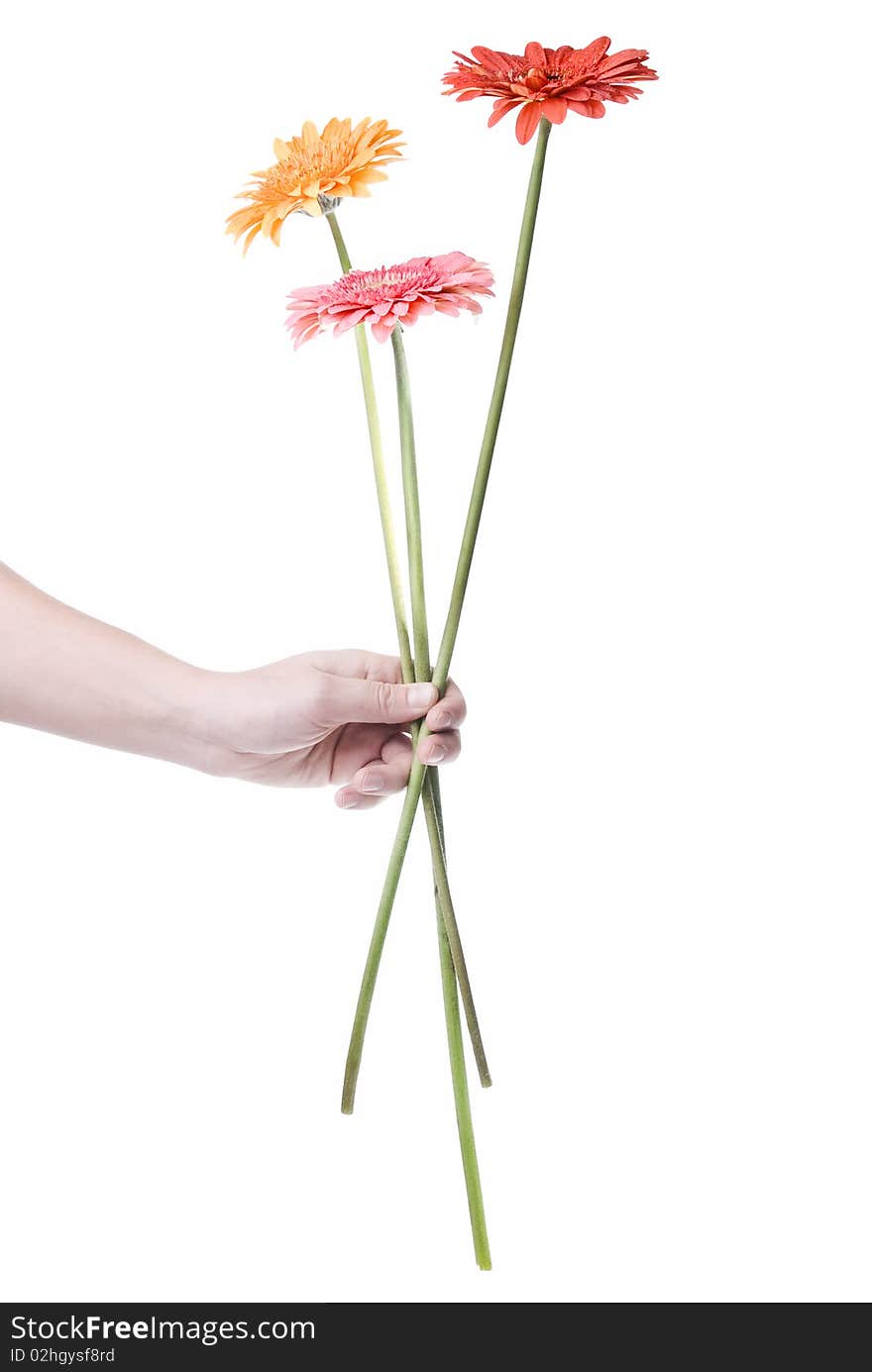 Bouquet from daisy-gerbera in hand isolated on white