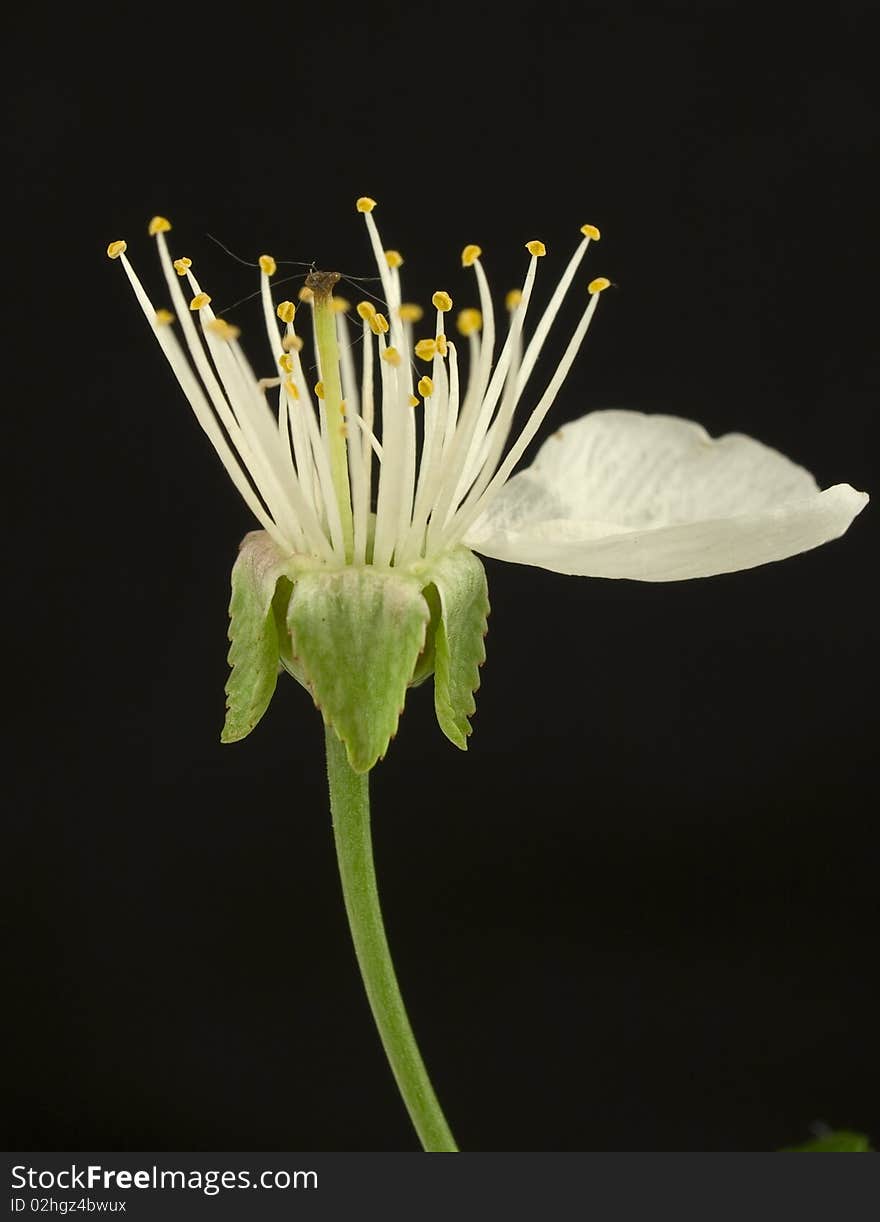 Overblown sour cherry flower