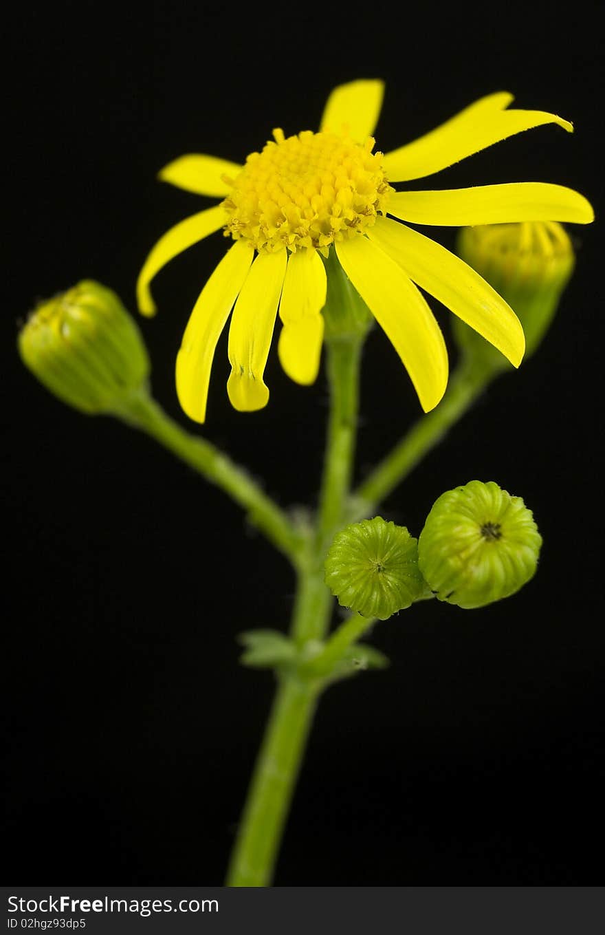 Camomile Close Up