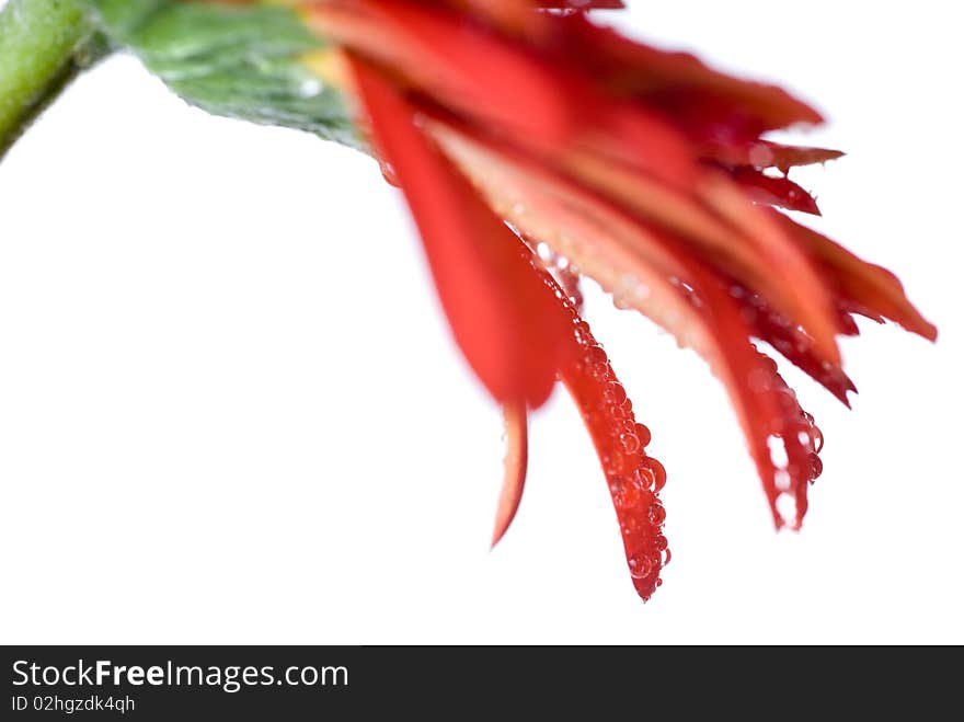 Macro Of Red Daisy-gerbera Head With Water Drops