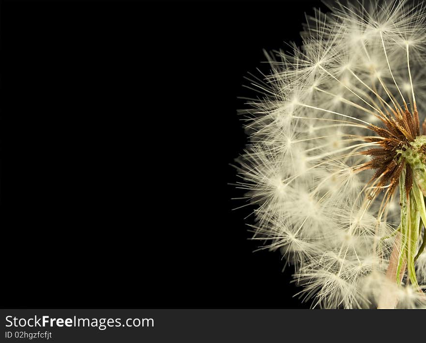 Dandelion Close Up