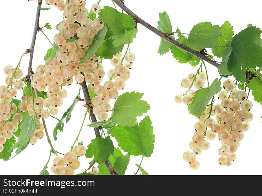 White currants.