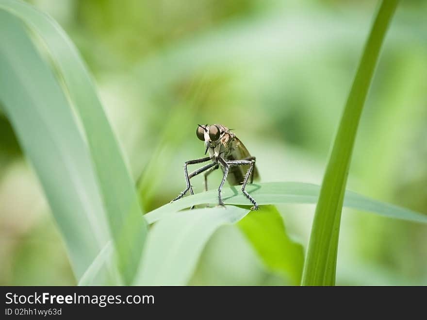 Robber fly