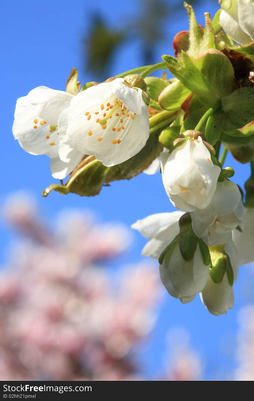 Cherry blossom.