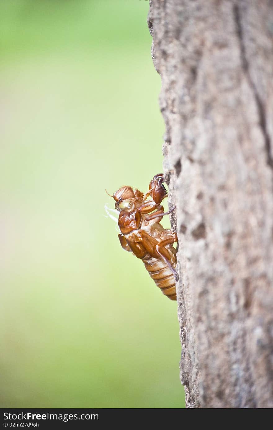 Shell after a cicada slough off. Shell after a cicada slough off