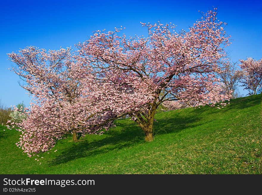 Blossoming tree on a grassland