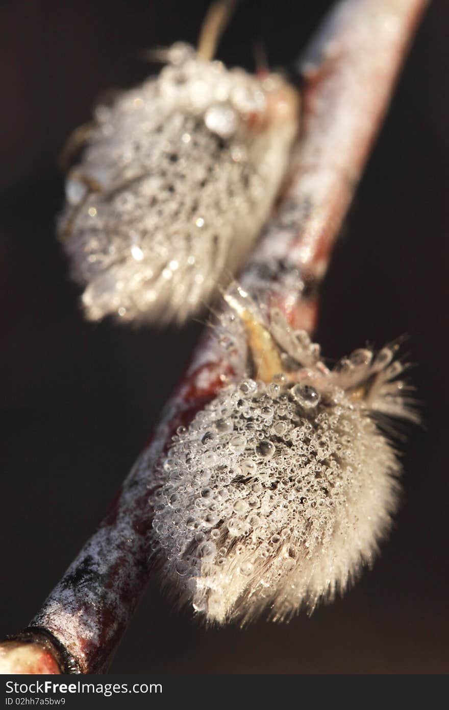 The efflorescent in spring kidneys of the willow