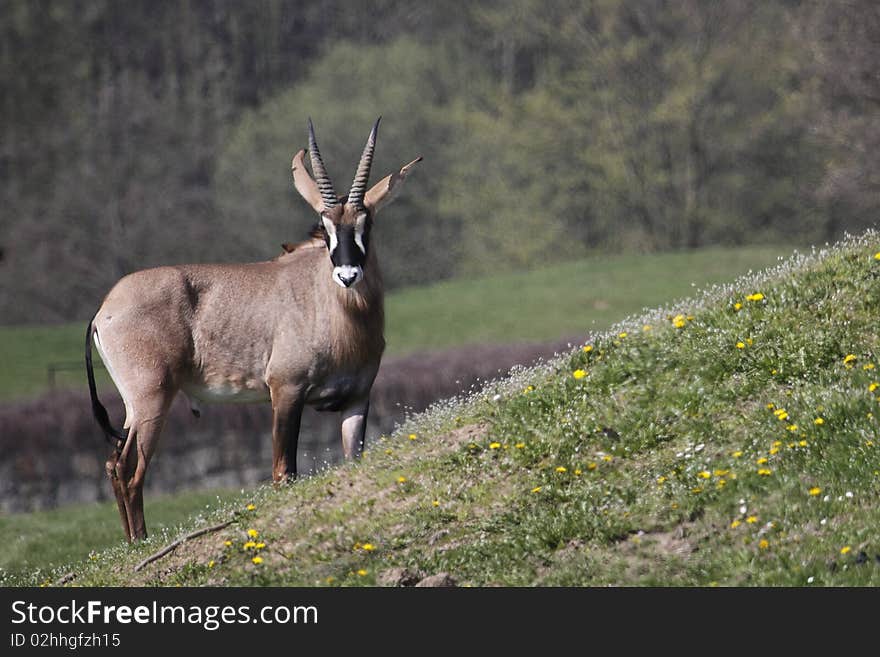 The Roan Antelope (Hippotragus equinus) is a savanna antelope found in West, Central, East Africa and Southern Africa. Roan Antelope stand about a metre and half at the shoulder and weigh around 250 kilograms. Named for the roan' colour (a reddish brown), they have a lighter underbelly, white eyebrows and cheeks and a black face, lighter in females.