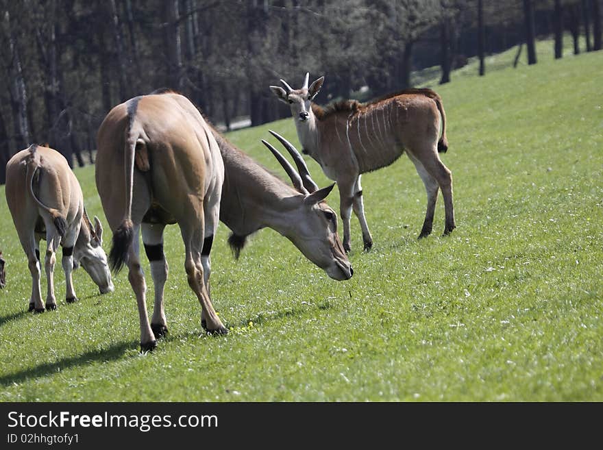 Safari in Dvur Karlove zoo