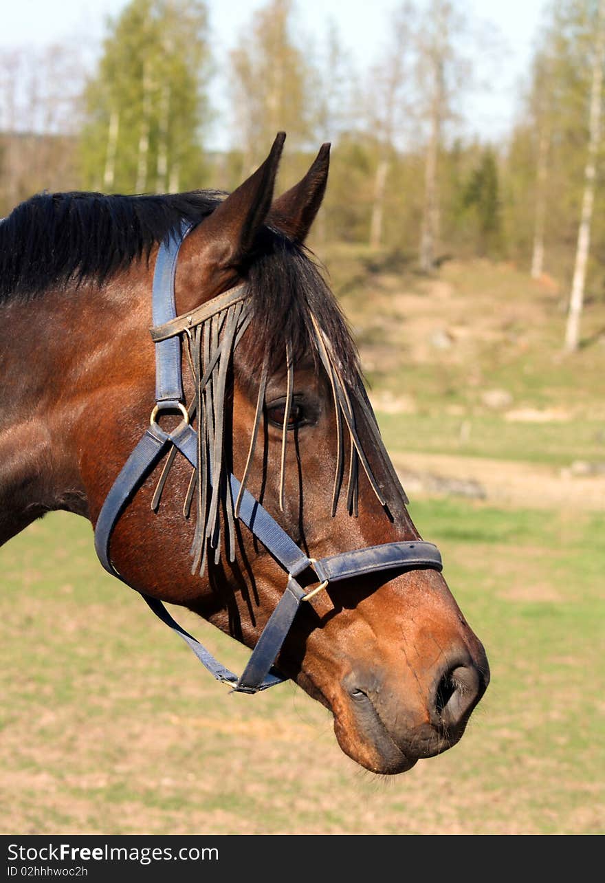 Head portrait of a beautiful brown horse in a field