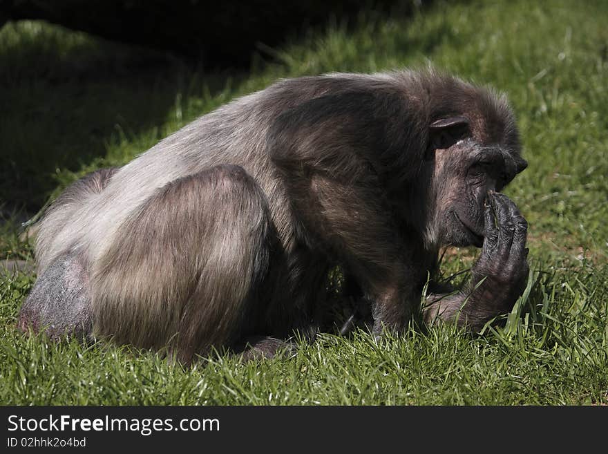 Bornean Orangutan