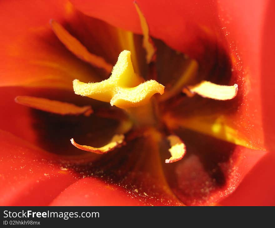 The inside of a red tulip. The inside of a red tulip.