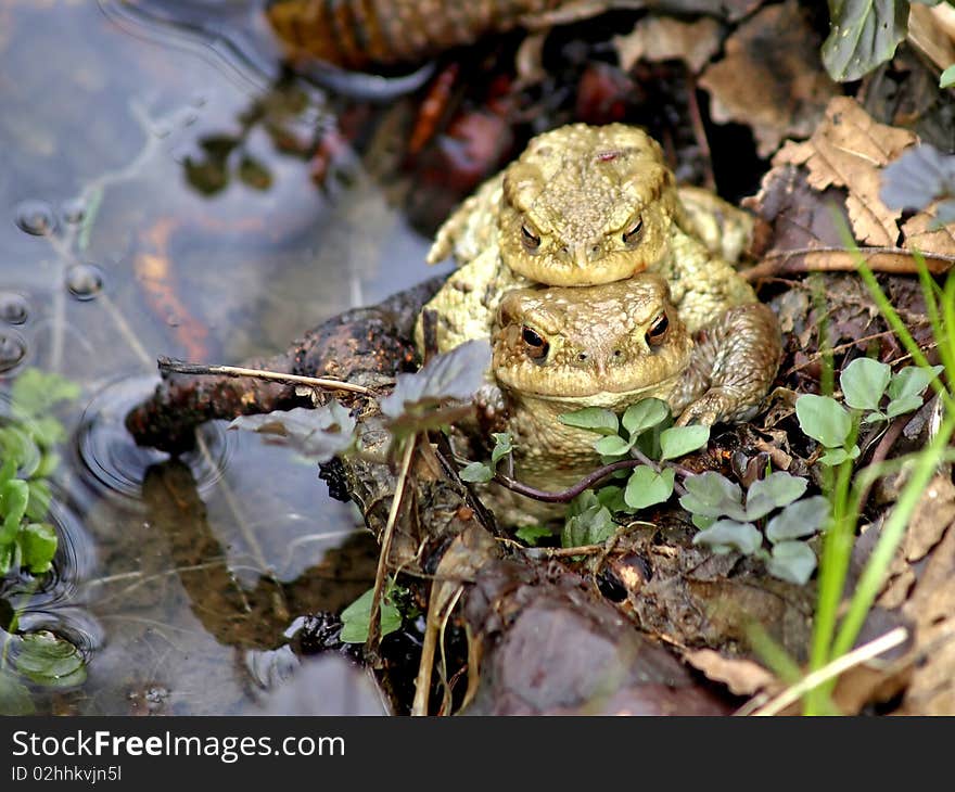 Toad