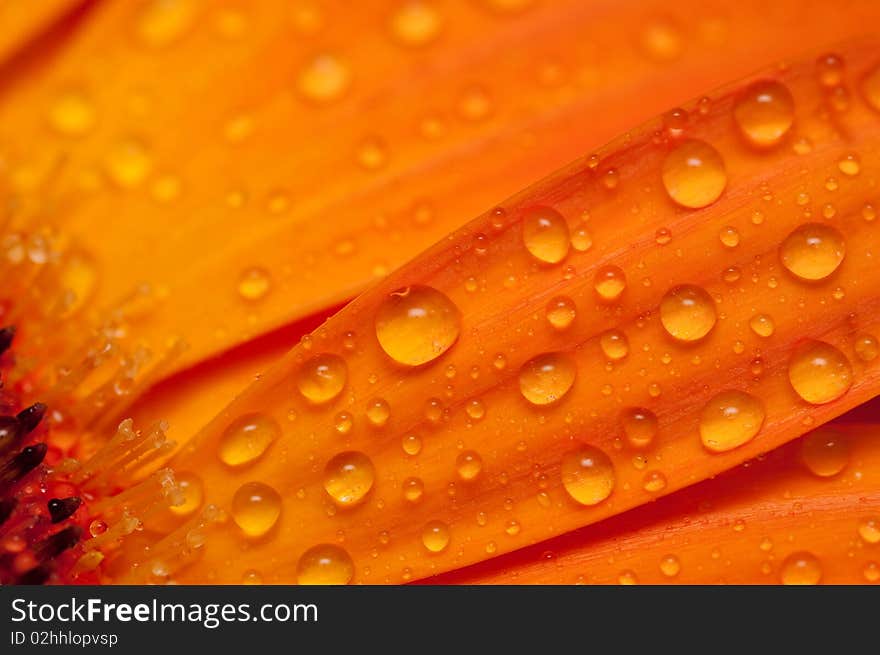 Closeup view of an orange gerbera with with droplets on it. Closeup view of an orange gerbera with with droplets on it