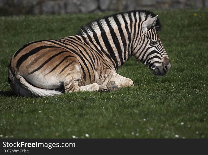 The Plains Zebra (Equus quagga, formerly Equus burchelli), also known as the Common Zebra or Burchell's Zebra, is the most common and geographically widespread form of zebra. It ranges from the south of Ethiopia right through east Africa as far south as Angola and eastern South Africa.