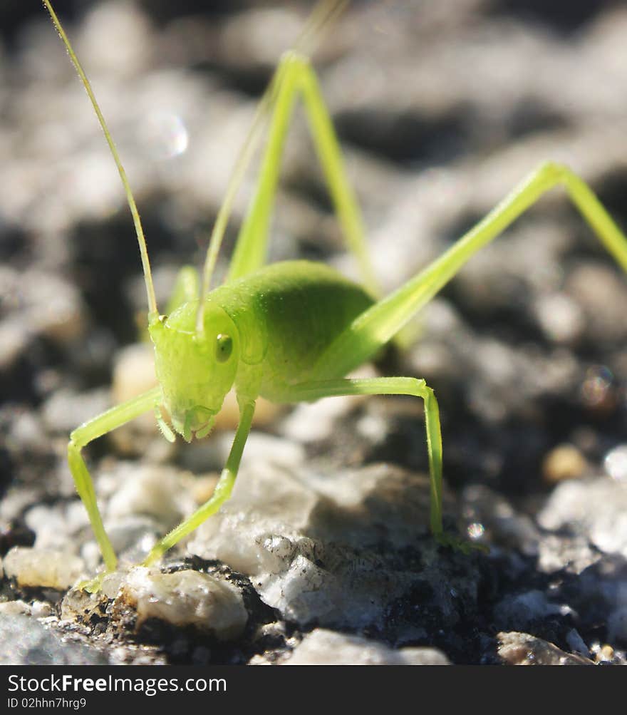 Tiny grasshopper on a tar road