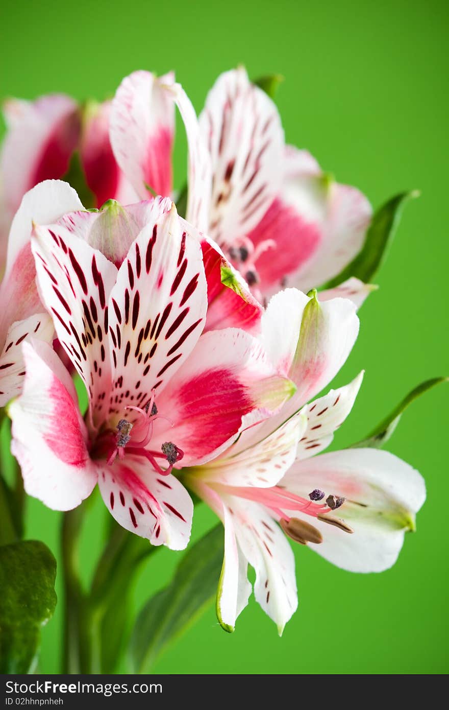 Alstroemeria