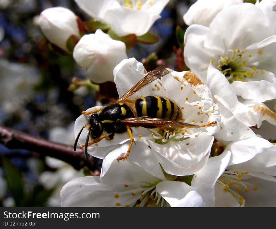 Photo detail of wasp on blossom tree. Photo detail of wasp on blossom tree