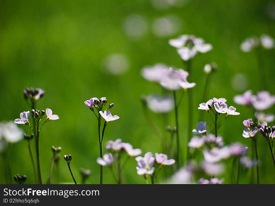 Some flower in a close up photography, make in slanic park