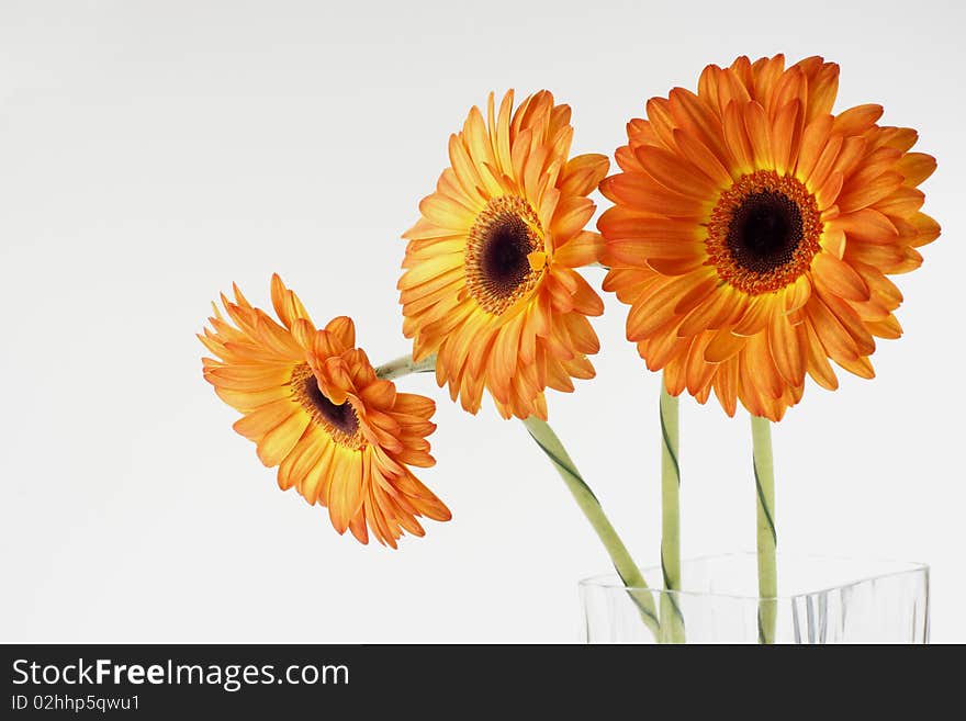 Three gerber stand in a glass square vase