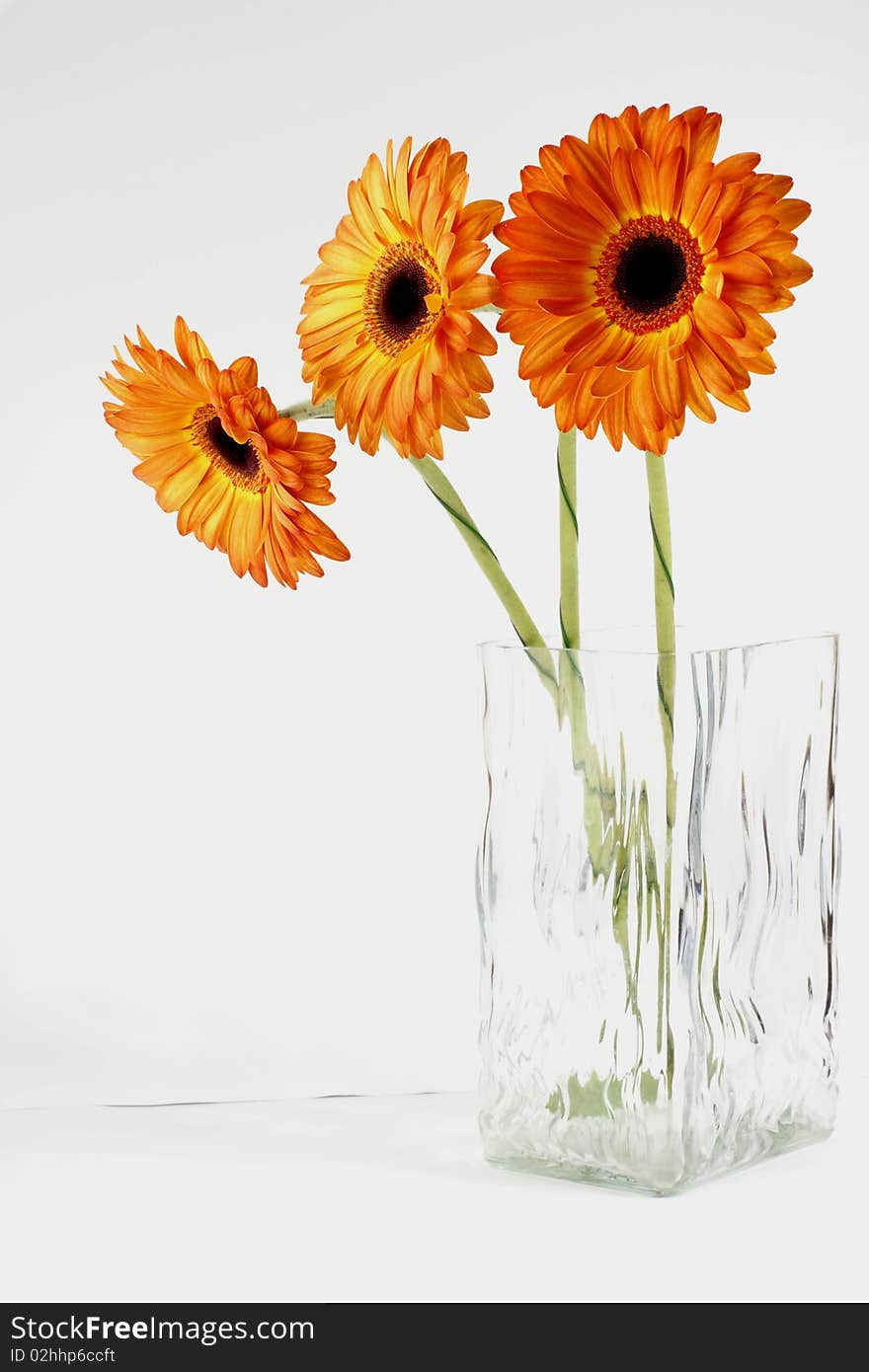 Three gerber stand in a glass square vase