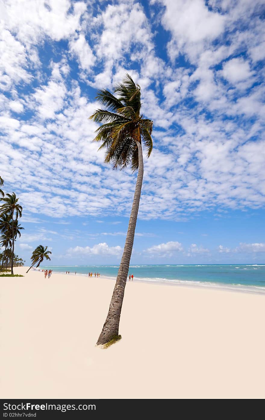 Palm hanging over exotic caribbean beach with the coast in the background. Dominican Republic, Punta Cana. Palm hanging over exotic caribbean beach with the coast in the background. Dominican Republic, Punta Cana.