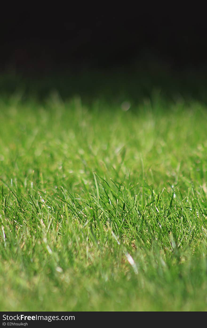 A portrait format image of green grass. Focus on middle distance of image. Room for copy above or below image.