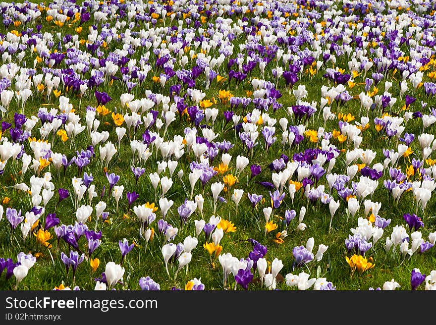 A field of colorful crocusses. A field of colorful crocusses