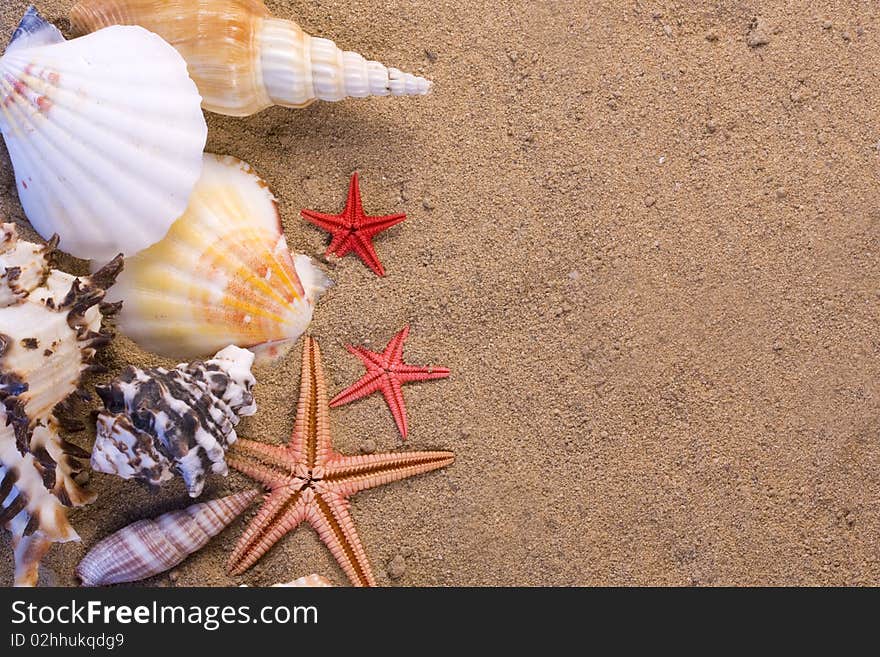 Assortment of starfish, seashells in the sand