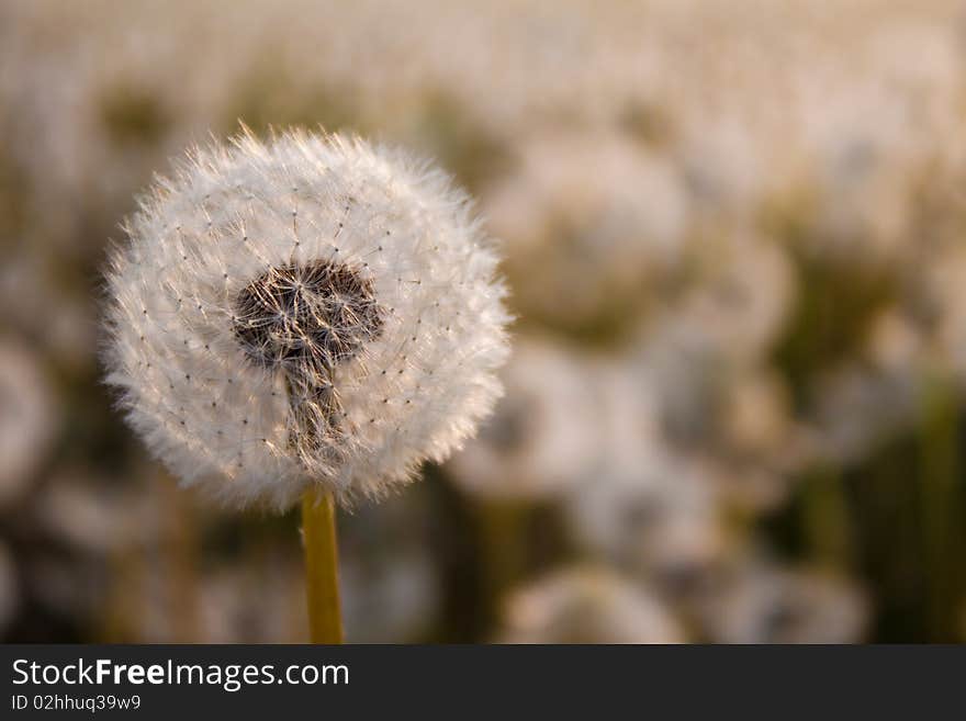 Taraxacum - Dandelion ready to spread seeds